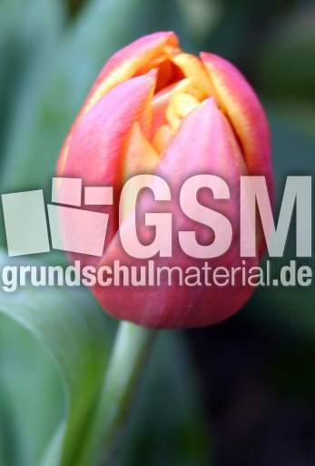 Tulpe-rot-gelb.jpg